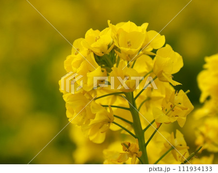菜の花 111934133