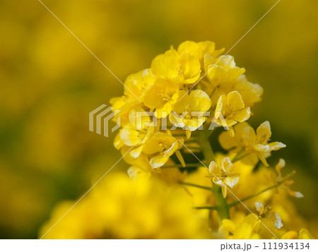 菜の花 菜の花 111934134