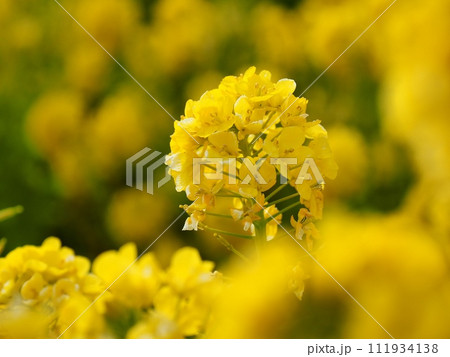 菜の花 菜の花 111934138