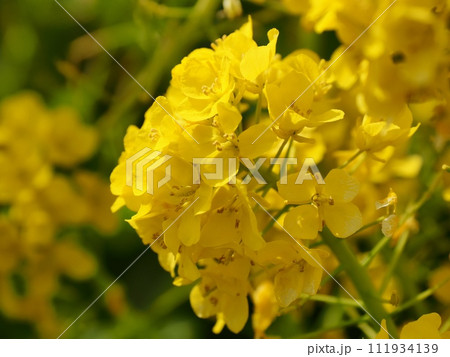 菜の花 菜の花 111934139
