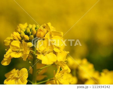 菜の花 111934142