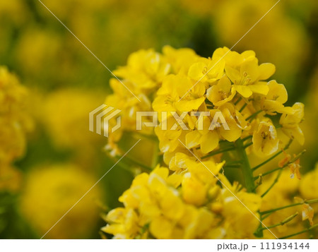 菜の花 111934144