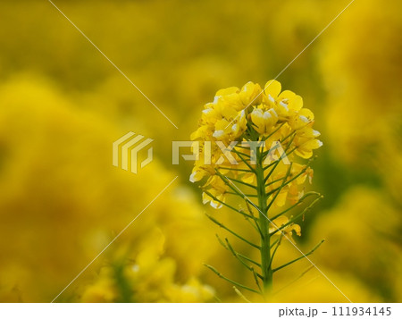 菜の花 菜の花 111934145