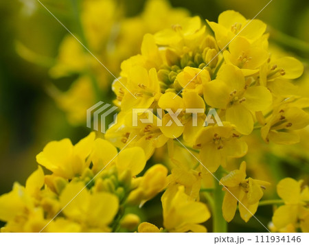 菜の花 111934146