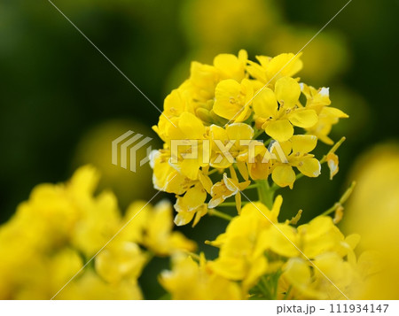 菜の花 菜の花 111934147