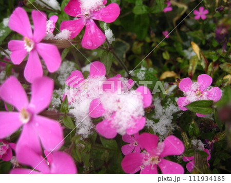 雪とピンクのお花の写真を撮影しました。 111934185