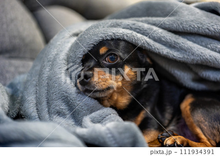 毛布にくるまる小型犬（チワワ・ミニピン） 111934391