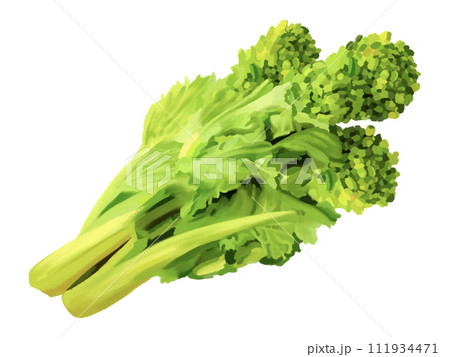 菜の花（食用） 111934471