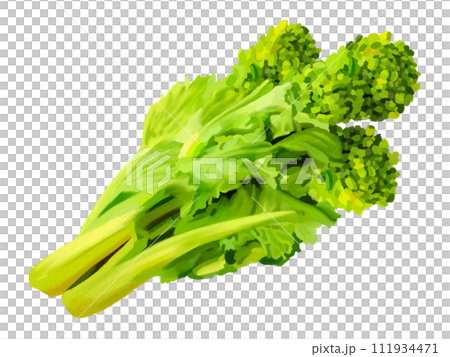 強姦花(可食用) 強姦花(可食用) 111934471