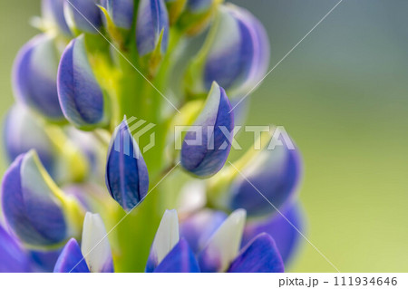 春の色鮮やかな花～ルピナス～ 111934646