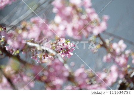 桜 桜 111934758