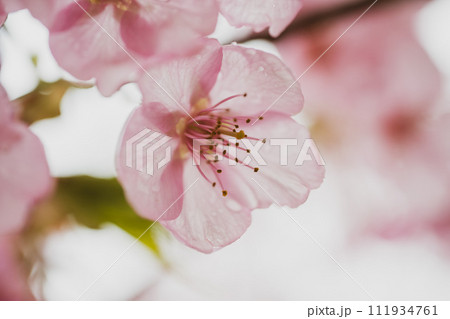 桜 111934761