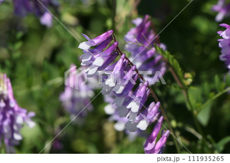 ナヨクサフジの花 111935265