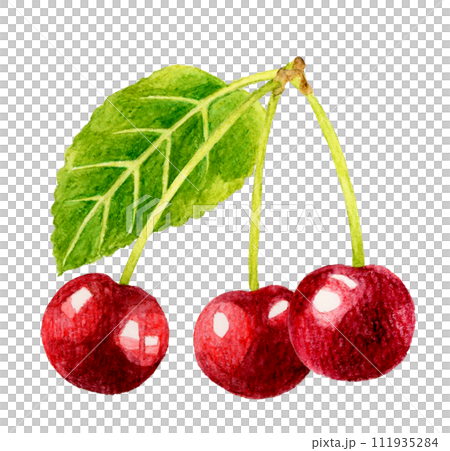 葉っぱ付きのアメリカンチェリー（さくらんぼ） フルーツの手描き水彩