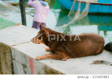 dog sleep on the edge of the swimming pool 111935861
