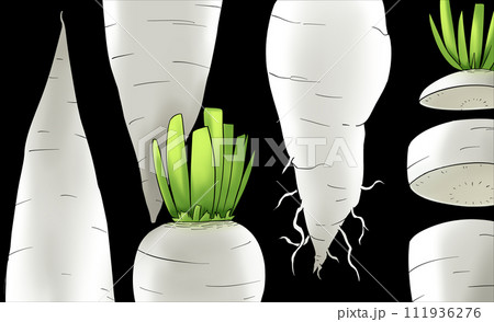 大根の絵画 大根の絵画 111936276