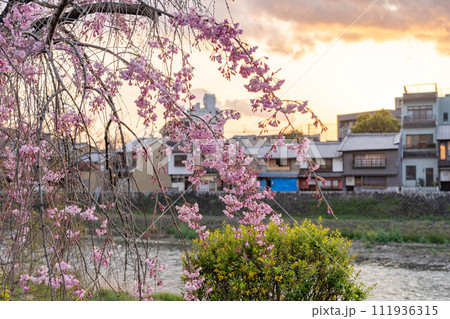 夕映えの桜 - 桂川より望む古都の余韻 111936315