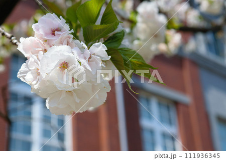 春は桜の通り抜け 111936345