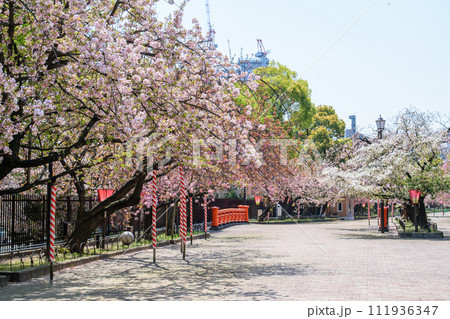 春は桜の通り抜け 111936347