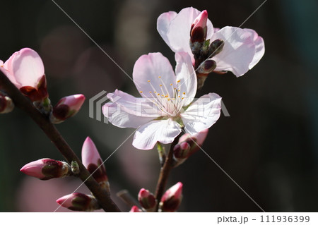春の訪れを告げるアーモンドの花ー壱 111936399