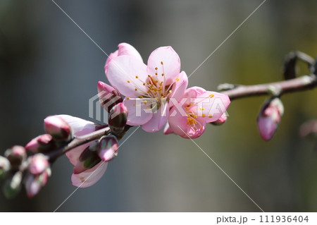 春の訪れを告げるアーモンドの花ー六 111936404