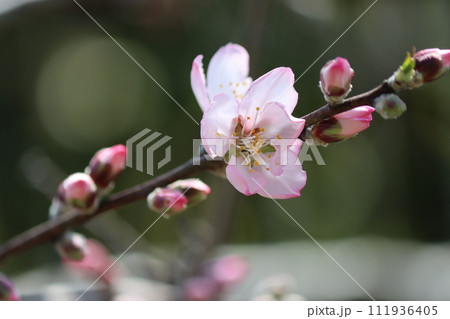 春の訪れを告げるアーモンドの花ー七 春の訪れを告げるアーモンドの花ー七 111936405