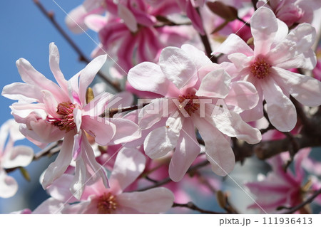 春の鶴見緑地公園に咲いたアーモンドの花ー四 111936413