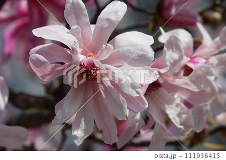 春の鶴見緑地公園に咲いたアーモンドの花ー弐 春の鶴見緑地公園に咲いたアーモンドの花ー弐 111936415