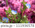 春の花壇に咲くネモフィラ 111936578