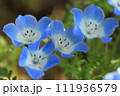 クローズアップの青いネモフィラ 111936579
