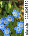 クローズアップの青いネモフィラ 111936580