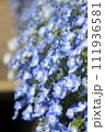 クローズアップの青いネモフィラ 111936581