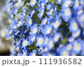 クローズアップの青いネモフィラ 111936582