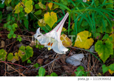 タカサゴユリ　ピンクのラインが可愛いです 111936602