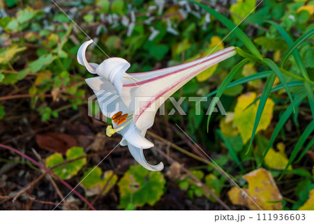 タカサゴユリ　ピンクのラインが可愛いです 111936603