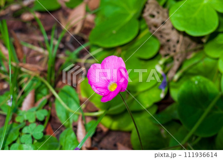 フヨウカタバミのピンクの花 111936614