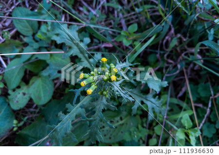 ノボロギク 野襤褸菊の黄色い花 ノボロギク 野襤褸菊の黄色い花 111936630