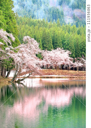 中子の桜 111936863