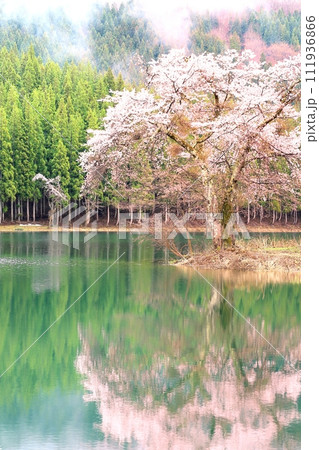 中子の桜 111936866