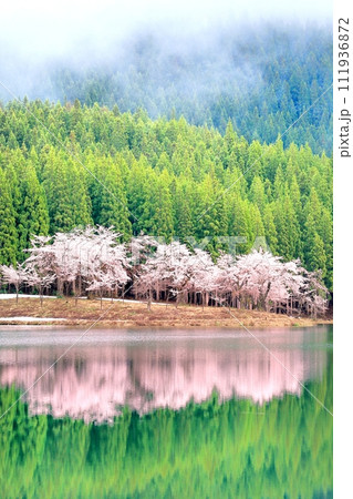 中子の桜 111936872