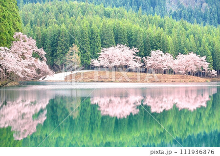 中子の桜 111936876