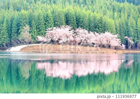 中子の桜 111936877