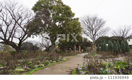 イングリッシュローズの庭（港の見える丘公園） 111936949