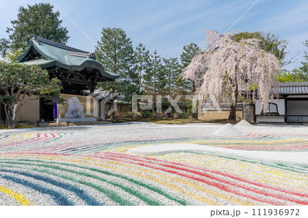 青春の庭 - 高台寺の枝垂桜と彩りの枯山水 青春の庭 - 高台寺の枝垂桜と彩りの枯山水 111936972