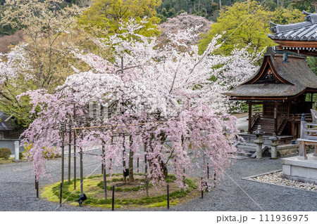 春日に舞う - 清水寺・春日社の桜 111936975