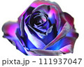 ブルーローズ 111937047