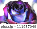 薔薇の花びら、美しい薔薇、接写、マクロ 111937049
