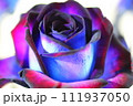 ブルーローズ 111937050