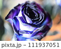 薔薇の花びら、美しい薔薇、薔薇 111937051