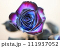 ブルーローズ 111937052